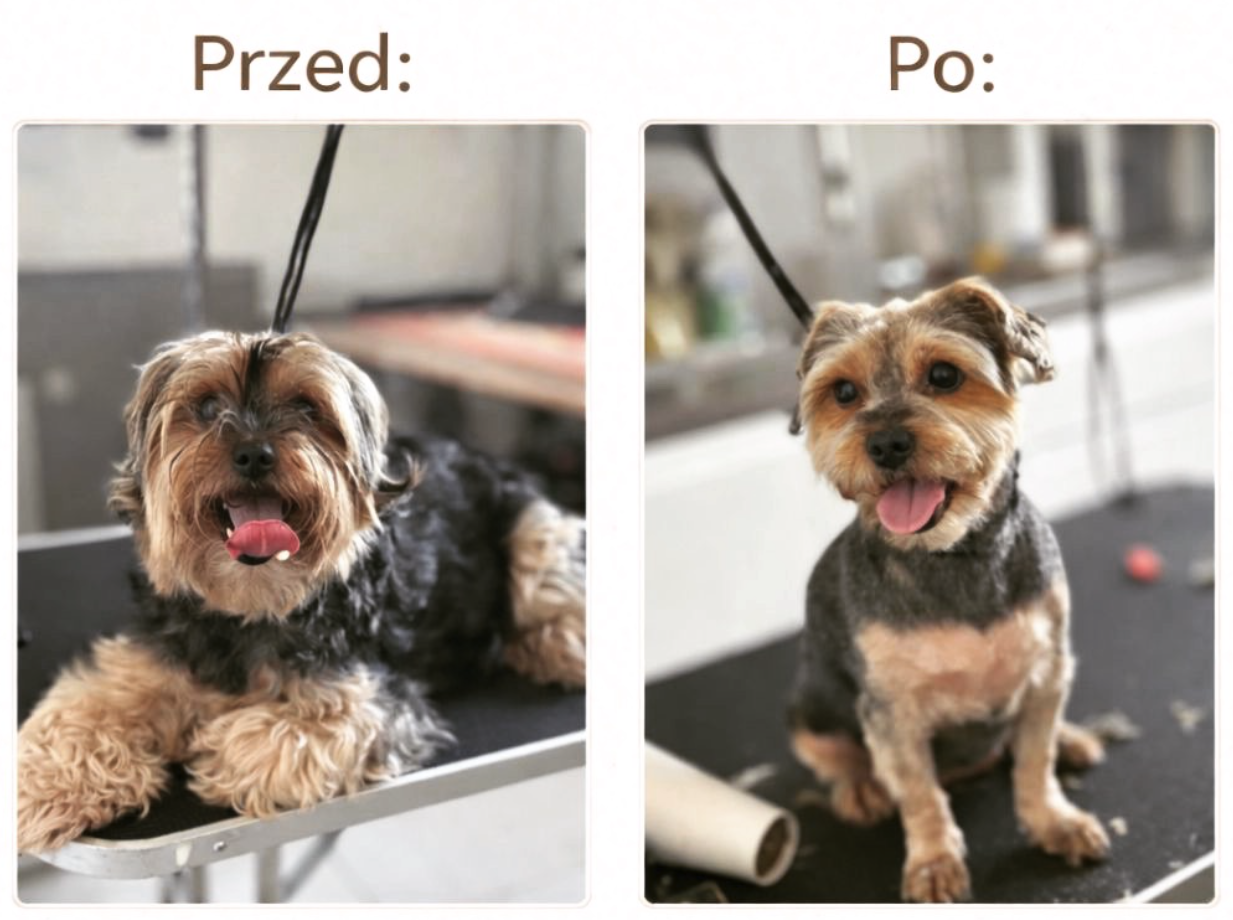 Zadowolony pies po pielęgnacji